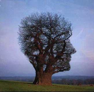 20090822210300-arbol.jpg