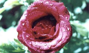 rosa2.jpg